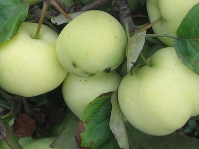Яблоня Белый Налив (только на осень)