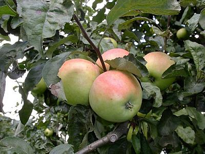 Яблоня Боровинка (только на осень)