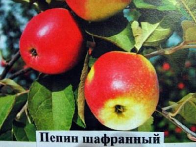 Яблоня Пепин шафранный (только на осень)