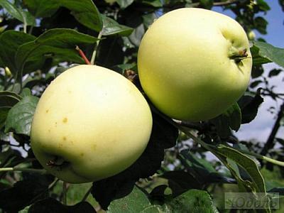 Сорт естественной низкорослой яблони Чудное