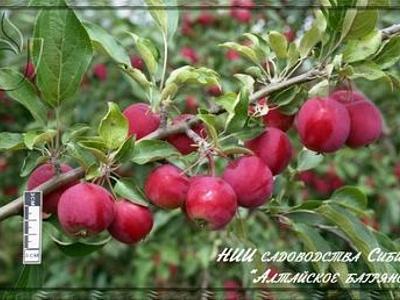 Яблоня Алтайское багряное (В НАЛИЧИИ ТОЛЬКО НА осень)