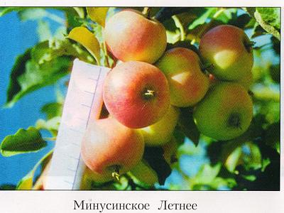Яблоня Минусинское летнее (только на осень)