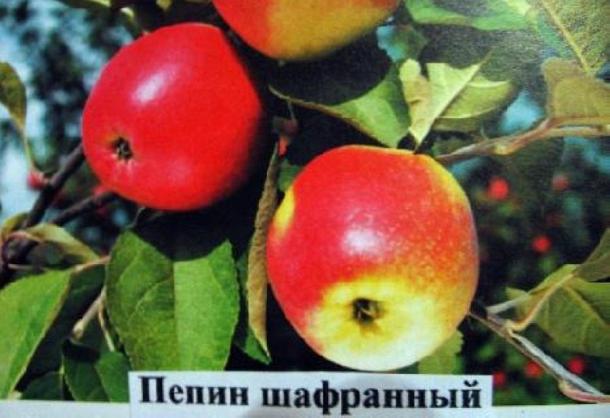 Яблоня Пепин шафранный (только на осень)