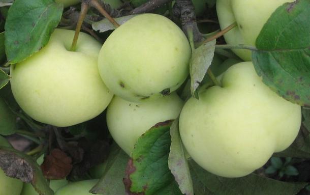 Яблоня Белый Налив (только на осень)