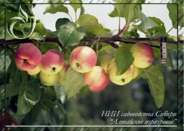 Яблоня Алтайское пурпуровое (только на осень)